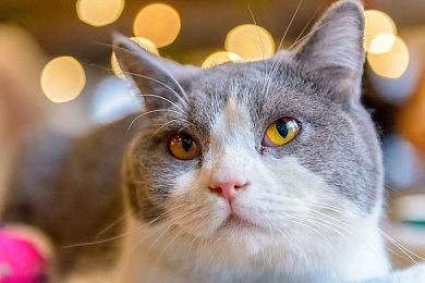 《伊苏10：北境历险》全新网络广告短片公布